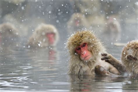 Wish You Were Here: A wintry wildlife hike in Japan